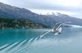 Seascape with Gull Flying in Foreground in Glacier Bay Alaska