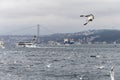 Seascape of Istanbul and seaguls