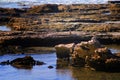 Seascape of Kingfisher sea stacks in the east of the Mediterranean Sea, on the beach of Givat Olga, Hadera Israel.