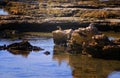 Seascape of Kingfisher sea stacks in the east of the Mediterranean Sea, on the beach of Givat Olga, Hadera Israel.