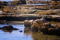 Seascape of Kingfisher sea stacks in the east of the Mediterranean Sea, on the beach of Givat Olga, Hadera Israel.