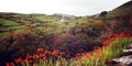 Seascape with orange crocosmia flowers in CoutÃÂºy Kerry - vintage photo.