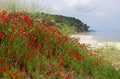 Seascape with poppies Royalty Free Stock Photo