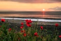 Seascape with poppies