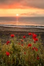 Seascape with poppies Royalty Free Stock Photo