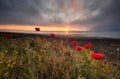 Seascape with poppies