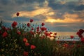 Seascape with poppies / Magnificent sunrise view with beautiful poppies on the beach near Burgas, Bulgaria Royalty Free Stock Photo