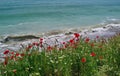 Seascape with red poppies on the Black Sea - Costinesti, Romania Royalty Free Stock Photo