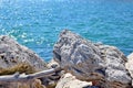 Seascape with Rocks on the Shore Nature Background