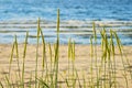 Seascape with sand ryegrass Leymus arenarius growing on dunes at Baltic sea shore. Royalty Free Stock Photo