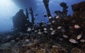 Seascape of a school of Scissortail sergeant fish swimming over an old shipwreck Royalty Free Stock Photo