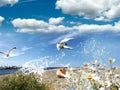 Seascape seagull and seashell , sea water blue sky white clouds and ocean summer nature landscape