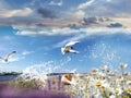 seascape seagull and seashell , sea water blue sky white clouds and ocean summer nature landscape