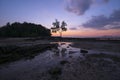 Seascape shoreline sunset landscape view with tree and beach at dusk