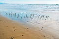 Seascape and silhouette of plover birds on the beach with cloudy sky in the background