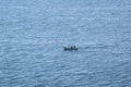 Small fishing boat in the atlantic ocean. Galicia, Spain Royalty Free Stock Photo