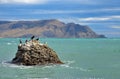 Seascape , the stone with a birds on the sea, on the background of Cape Meganom, Crimea