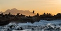 Seascape of storm morning. The colony of seals on the rocky island in the ocean. Waves breaking in spray on a stone island. Royalty Free Stock Photo