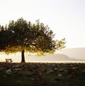 Seascape Switzerland Bielersee Bern Tree Bench Horizon