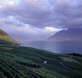 Seascape Switzerland Vaud Lavaux Vines Terraces Green