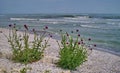 Seascape on the Black Sea. Thistles blossom - Romania