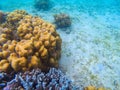 Seascape top view with sand and coral reef. Underwater view of sand sea bottom. Tropical sea snorkeling diving template Royalty Free Stock Photo