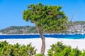 Seascape with tree and blue mediterranean sea in the background Royalty Free Stock Photo