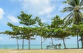 Seascape with tropical almond tree