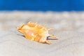 Seascape tropical beach background, waves of sand and seashell close-up Royalty Free Stock Photo