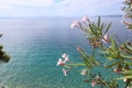 Pink oleander flowers against the backdrop of the crystal clear waters of the Adriatic Sea, Croatia Royalty Free Stock Photo