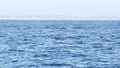 Seascape View from the boat of Grey Whale in Ocean during Whalewatching trip, California, USA. Eschrichtius robustus