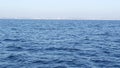 Seascape View from the boat of Grey Whale in Ocean during Whalewatching trip, California, USA. Eschrichtius robustus