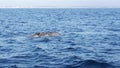 Seascape View from the boat of Grey Whale in Ocean during Whalewatching trip, California, USA. Eschrichtius robustus