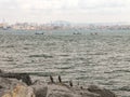 Seascape with a view of the city and birds. Turkey. Istanbul.