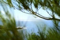 Seascape view through the pines branch. Royalty Free Stock Photo