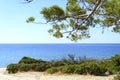 Seascape view through the pines branch and green bushes. Royalty Free Stock Photo