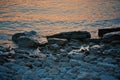 Seascape view. Rocky beach in evening. Pebble shore. Tinted photo Royalty Free Stock Photo