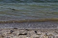 Seascape of wave movements in the Black Sea sandy coast and beach covered in the shells of different mussels near ancient city