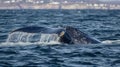 Seascape with Whale tail. The humpback whale (Megaptera novaeangliae) tail dripping. AI Generative Royalty Free Stock Photo