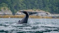 Seascape with Whale tail. The humpback whale (Megaptera novaeangliae) tail dripping. AI Generative Royalty Free Stock Photo