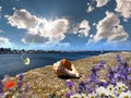 Seascape Wildflowers daisy seashell and wild flowers on stone at beach sea water splash and on horizon yach club harbor blu