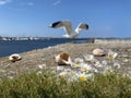 Seascape Wildflowers daisy seashell and wild flowers on stone at beach sea water splash and on horizon yach club harbor blu