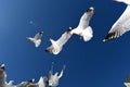 Seasgulls Feeding Royalty Free Stock Photo