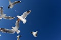 Seasgulls Feeding Royalty Free Stock Photo