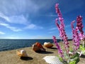 Seashel on beach sand sea water wild flowers and blu pink cloudy sunset sky seascape nature