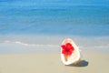 Seashel with hibiscus Royalty Free Stock Photo