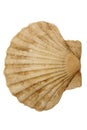 Seashell