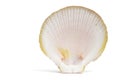 Seashell Royalty Free Stock Photo