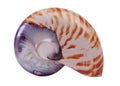 Seashell