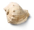 Seashell Royalty Free Stock Photo